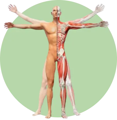 Applied Kinesiology Kotara | Greentree Chiropractic